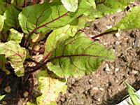 Betterave, Beta vulgaris L. var. rubra (Lyon, Parc de la Tete d'or, 2012)(1)